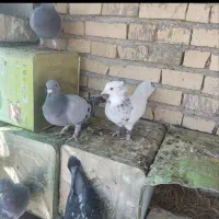 توضیحات بخون بعد پیام بده|پرنده|لوداب, |دیوار