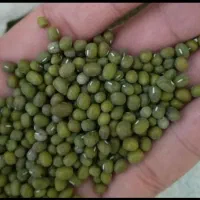 فروش ماش کوردئ