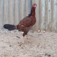 دوتا مرغ نصل خوب