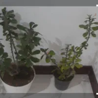 گل طبیعی مرجان