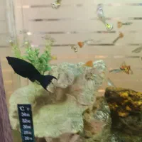 ماهی گوپی|ماهی|یزد, |دیوار