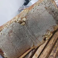 عسل