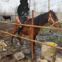 اسب نریان دوساله|اسب و تجهیزات اسب‌سواری|کیاشهر, |دیوار