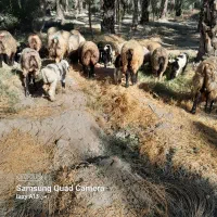 ۱۹راس میش بره دار و آبستن داشتی