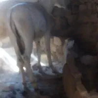 یک خرکری یا نوپالان ماده2سال