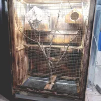 لوازم جانبی پرنده  برای عروس هلندی و مرغ عشق