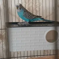 مرغ عشق نر مولد