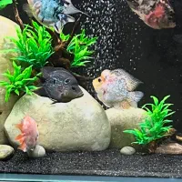 ماهی فلاور کوتوله (باکس)|ماهی|تهران, ابوذر|دیوار