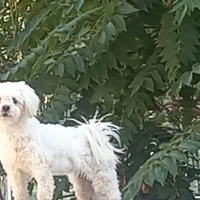 سگ خوشگل بازیگوش