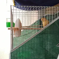 قناری ماده پرتقالی