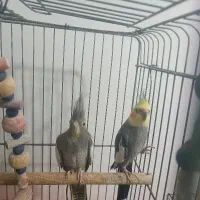 عروس هلندی نرو ماده مولد سخن گو|پرنده|لاهیجان, کوی آزادگان|دیوار