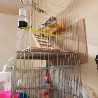 سه عددقفس جنس محکم