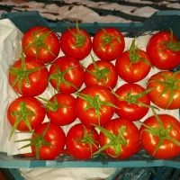 صیفیجات گلخانه ای صادارتی|عمدهفروشی|آستارا, |دیوار