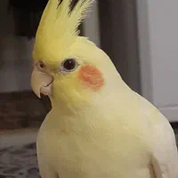 عروس هلندی گمشده ماده در شهریار ۴تیرماه|حیوانات|شهریار, شهریار|دیوار