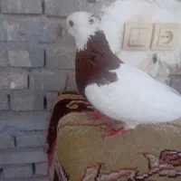 حمیدیه کبوتر