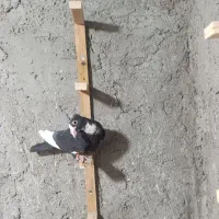 سه تا نر پلنگ سوراخ