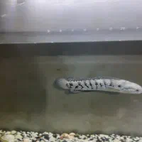 چانا آسیا با آکواریومش|ماهی|تهران, تهرانپارس شرقی|دیوار