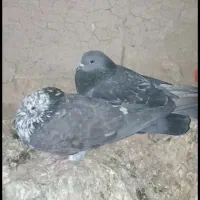 کبوتر|پرنده|هلالی, |دیوار