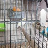 جفت قناری پرتقالی مولد