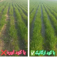 کشاورزی نوین|خدمات باغبانی و درختکاری|اهواز, ۲۵۴دستگاه|دیوار