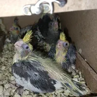 جوجه سرلاکی عروس هلندی خوش رنگ