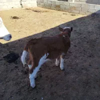 گوساله ماده سیمینتال قرمز درجه یک