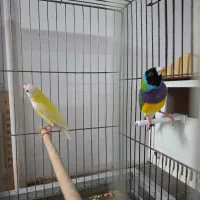 فنج گلدین مولد روتخم بالوازم