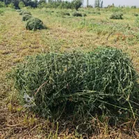 علف یونجه