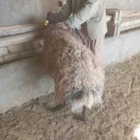 بره نرهترو وهمو بذری|حیوانات مزرعه|اسفراین, |دیوار