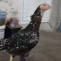 مرغ لاری قیافه دار ۶۵سانت به بالا