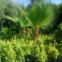 گل کاری وباغبانی