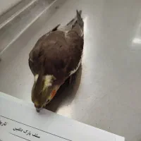 عروس هلندی جفت دستی یکی سخنگو