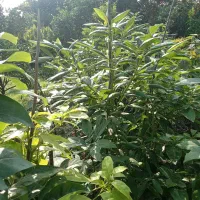 آواکادو و کامکوات