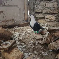 کبوتر کفتر کلاغ کربلایی