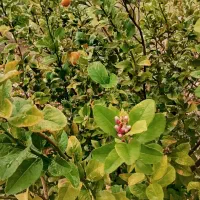 استخدام باغبان