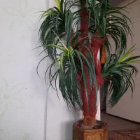 درختچه برای دکوری