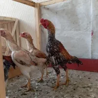 دوجفت مرغ خروس گوشامون