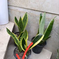 همه دونه ای 100|گل و گیاه طبیعی|نیشابور, شهید بهشتی|دیوار