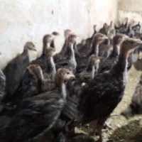 جوجه بوقلمون برنز سینه پهن /نیمچه