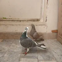 کفتر نروماده شهرستانی درپیروزی