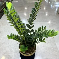 درختچه مـصنوعی زامـفـولیا|گل مصنوعی|تهران, شوش (باغ آذری)|دیوار