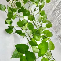 گل بلند پتوس سبز