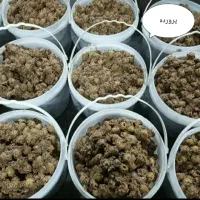 پخش عمده زیتون پروده زیتون کنسروی سیر ترشی طارم