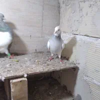 کبوتر|حیوانات|مشهد, شهید قربانی|دیوار