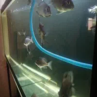 10عدد سیچلاید گورخری و کالیکو