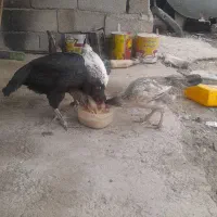 مرغ و خروس|حیوانات مزرعه|فردوسیه, |دیوار