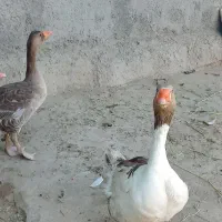 غاز