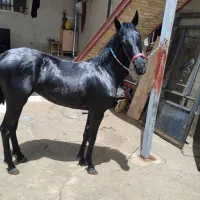 کره مینیاتور شفیعی
