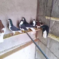 کبوتر خوش رنگ|پرنده|قزوین, |دیوار