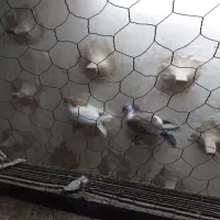 خال زرد کلاغ هفت رنگ|پرنده|سلیمان, |دیوار